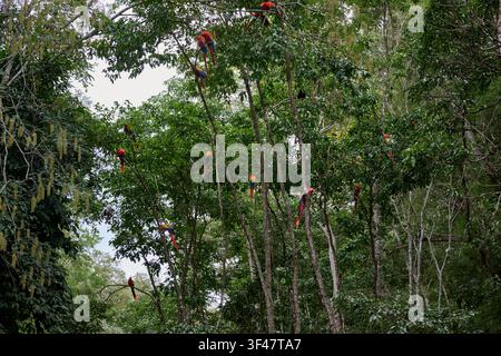 Scharlachara (Ara macao), Copan, Honduras, Mittelamerika Stockfoto