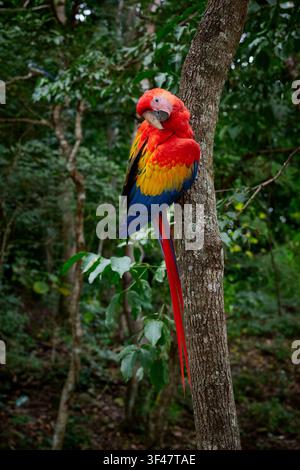 Scharlachara (Ara macao), Copan, Honduras, Mittelamerika Stockfoto