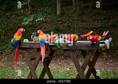 Scharlachara (Ara macao), Copan, Honduras, Mittelamerika Stockfoto