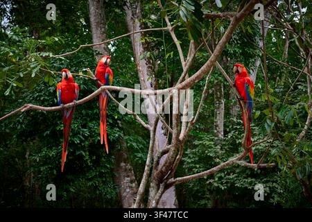 Scharlachara (Ara macao), Copan, Honduras, Mittelamerika Stockfoto