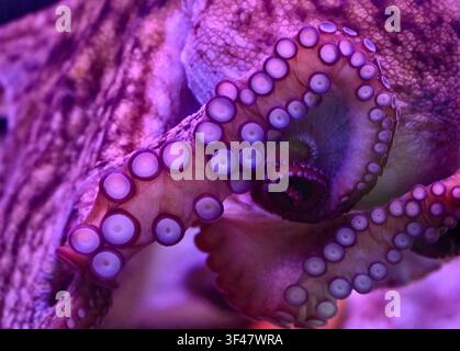 Extremer Makroaufnahme, die sich auf die detaillierte Hauttextur, den Mantel und die vielen Saugnäpfe eines Oktopus-Tentakels konzentriert. In lebhaftem rosa und lila Neonlicht in einem Aquarium gebadet. Hervorragend für Meeresbiologie, Wildtier-Texturrückgrund und Unterwasserwissenschaftsthemen. Stockfoto