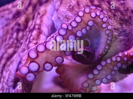 Extremer Makroaufnahme, die sich auf die detaillierte Hauttextur, den Mantel und die vielen Saugnäpfe eines Oktopus-Tentakels konzentriert. In lebhaftem rosa und lila Neonlicht in einem Aquarium gebadet. Hervorragend für Meeresbiologie, Wildtier-Texturrückgrund und Unterwasserwissenschaftsthemen. Stockfoto