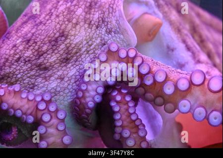 Extremer Makroaufnahme, die sich auf die detaillierte Hauttextur, den Mantel und die vielen Saugnäpfe eines Oktopus-Tentakels konzentriert. In lebhaftem rosa und lila Neonlicht in einem Aquarium gebadet. Hervorragend für Meeresbiologie, Wildtier-Texturrückgrund und Unterwasserwissenschaftsthemen. Stockfoto