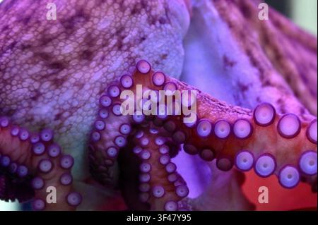 Extremer Makroaufnahme, die sich auf die detaillierte Hauttextur, den Mantel und die vielen Saugnäpfe eines Oktopus-Tentakels konzentriert. In lebhaftem rosa und lila Neonlicht in einem Aquarium gebadet. Hervorragend für Meeresbiologie, Wildtier-Texturrückgrund und Unterwasserwissenschaftsthemen. Stockfoto