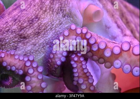 Extremer Makroaufnahme, die sich auf die detaillierte Hauttextur, den Mantel und die vielen Saugnäpfe eines Oktopus-Tentakels konzentriert. In lebhaftem rosa und lila Neonlicht in einem Aquarium gebadet. Hervorragend für Meeresbiologie, Wildtier-Texturrückgrund und Unterwasserwissenschaftsthemen. Stockfoto