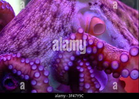 Extremer Makroaufnahme, die sich auf die detaillierte Hauttextur, den Mantel und die vielen Saugnäpfe eines Oktopus-Tentakels konzentriert. In lebhaftem rosa und lila Neonlicht in einem Aquarium gebadet. Hervorragend für Meeresbiologie, Wildtier-Texturrückgrund und Unterwasserwissenschaftsthemen. Stockfoto