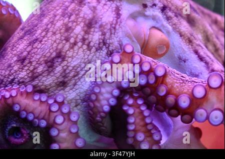 Extremer Makroaufnahme, die sich auf die detaillierte Hauttextur, den Mantel und die vielen Saugnäpfe eines Oktopus-Tentakels konzentriert. In lebhaftem rosa und lila Neonlicht in einem Aquarium gebadet. Hervorragend für Meeresbiologie, Wildtier-Texturrückgrund und Unterwasserwissenschaftsthemen. Stockfoto
