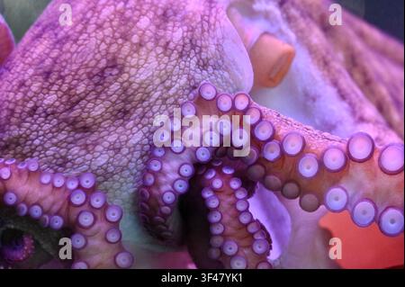 Extremer Makroaufnahme, die sich auf die detaillierte Hauttextur, den Mantel und die vielen Saugnäpfe eines Oktopus-Tentakels konzentriert. In lebhaftem rosa und lila Neonlicht in einem Aquarium gebadet. Hervorragend für Meeresbiologie, Wildtier-Texturrückgrund und Unterwasserwissenschaftsthemen. Stockfoto