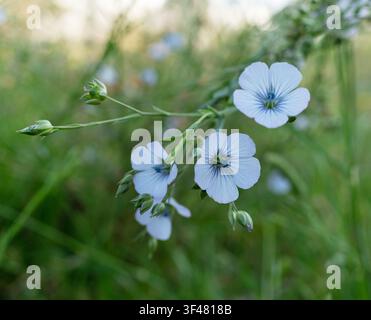 Blühende zarte blaue Leinenblüten in der Nähe. Unscharfer grüner Feldhintergrund. Stockfoto