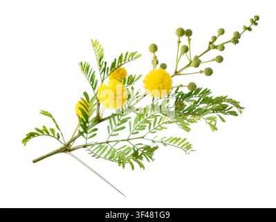 Zweig der Vachellia farnesiana mit hellgelben Blüten isoliert auf weißem Hintergrund. Hochwertiges botanisches Bild, geeignet für die Pflanzenidentifizierung Stockfoto
