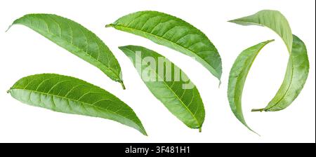 Frische grüne Frühlingspfirsichblätter isoliert auf weißem Hintergrund. Grüne Blätter eingestellt. Beschneidungspfad. Stockfoto