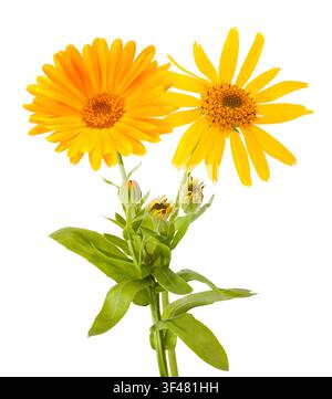 Frische Arniken- und Ringelblumen isoliert auf weißem Hintergrund. Helle gelbe und orangefarbene Heilkräuter mit detaillierten Blütenblättern, ideal für Kräuter Stockfoto