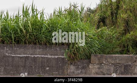 Dichtes grünes Gras und Laub, das über eine Betonmauer wächst, zeigt eine natürliche Landschaft mit einer Mischung aus Vegetation und Steinelementen im Freien Stockfoto