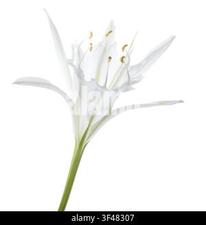 Pancratium maritimum, allgemein bekannt als Meerglockenblume, isoliert auf weißem Hintergrund. Mediterranische Küstenblume mit detaillierten Blütenblättern, geeignet für Stockfoto