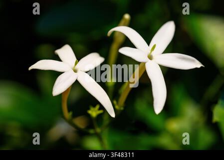 blühende Jasminblüten in einem Garten mit weichem grünem Bokeh-Hintergrund. Frische Frühlings- oder Sommerbotanikszene mit zarten weißen Blütenblättern und lebendigem o Stockfoto