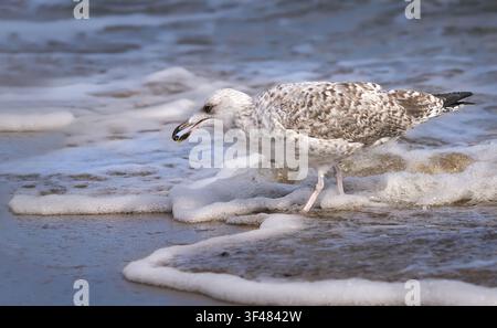 Junger europäischer Möwen (Larus argentatus) läuft am schäumenden Wasserrand mit einer kleinen Muschel im Schnabel Stockfoto
