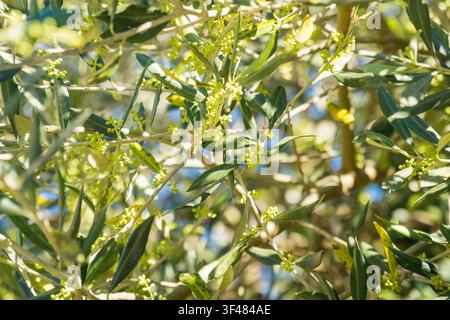 Nahaufnahme von Olivenbaumzweigen mit kleinen gelben Blüten, Caslano Stockfoto