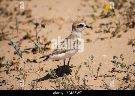 Der Sandläufer oder Ringelplover ist heute ein äußerst seltener, geschützter Vogel der spanischen Dünenstrände am Mittelmeer. Stockfoto