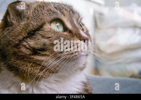 Nahaufnahme eines braunen und weißen Scottish-Fold-Katze mit gefalteten Ohren und grünen Augen, die drinnen vor einem weichen Hintergrund sitzt Stockfoto