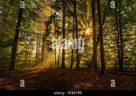 Sonnenreicher Herbstmorgen in einem Buchenwald südlich von München, Bayern, Deutschland, Europa Stockfoto