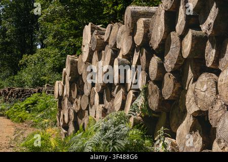 Stapel frisch geschnittener Baumstämme neben einem Waldweg in West Woods, Wiltshire, England. Stockfoto
