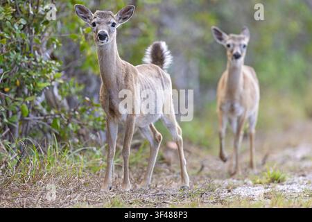 Eyhirsch (Odocoileus virginianus clavium) geht auf einem Feld. Stockfoto