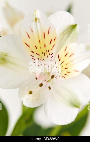 Makro-Nahaufnahme einer weißen Alstroemeria-Blüte mit zarten Blütenblättern, roten Sprenkeln und cremegelber Mitte, vor einem weich unscharfen Hintergrund für Stockfoto