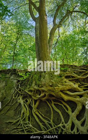Freigelegte, imposante Wurzeln einer alten Buche in der Wolfsschlucht bei Bad Tönisstein, Eifelregion, Rheinland-Pfalz, Deutschland Stockfoto