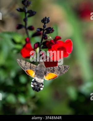 Kolibrifalter, Macroglossum stellantarum, der im Garten von Canons Ashby, Northamptonshire, UK, am Nektar saugt Stockfoto