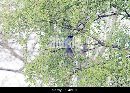 Kuckuck Cuculus canorus verlässt einen Baum in Thursley Common Surrey Stockfoto
