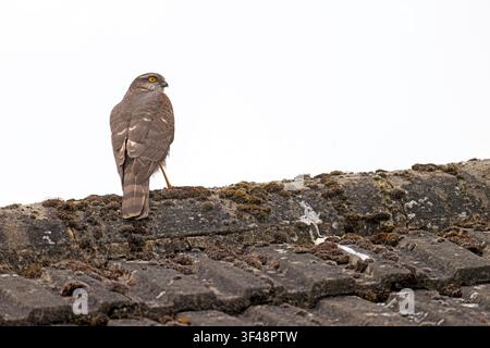 Weiblicher Sperber Accipiter nisus auf dem Dach von Knaphill Woking Surrey Stockfoto