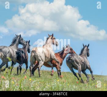 Junge männliche American Quarter Horse Jährling Hengst Herde auf alpinem Feld mit Wolken und blauem Himmel Stockfoto