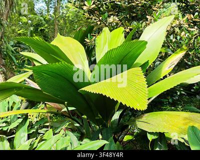 Große grüne Blätter sind in einem tropischen Garten mit verschiedenen Pflanzen zu sehen. Helles Sonnenlicht scheint durch die Bäume im Hintergrund. Stockfoto