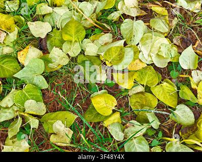 Eine Vielzahl von Blättern lag auf dem Boden mit verschiedenen Schattierungen von Grün und Gelb, was den Übergang vom Sommer zum Herbst anzeigte. Stockfoto