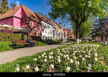 Frühling im Park der Zitadelle und den farbenfrohen Häusern der Altstadt von Sighisoara oder Schäßburg, Siebenbürgen, Rumänien Stockfoto