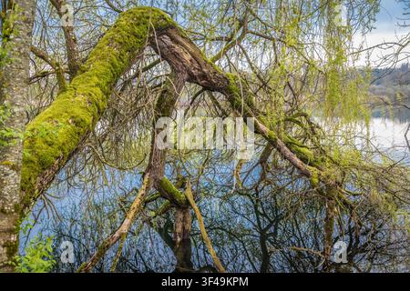 Überhängende Trauerweide am Ufer des Klostersees, Seeon, Oberbayern, Bayern, Deutschland Stockfoto