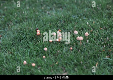 Winzige Wildpilze wachsen natürlich in üppigem grünem Gras kurz nach der Blauen Stunde. Nahaufnahme-Naturfotografie mit zarten Pilzen auf einem frischen Rasen. Stockfoto
