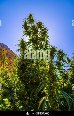 Dichte Cannabis-Pflanzen gedeihen unter einem klaren blauen Himmel, beleuchtet vom Sonnenlicht. Die Niederwinkelaufnahme betont ihre Höhe und das lebendige grüne Laub aga Stockfoto