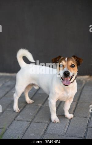 Vollständige Ansicht eines gepflegten weißen, braunen Jack-Russell-Terrier-Hundes, der auf einem gepflasterten Bürgersteig vor einer dunklen Hintergrundwand steht und mit offenem Mund und herausgestreckter Zunge in die Kamera schaut. Beglettier-Tierwohl Stockfoto