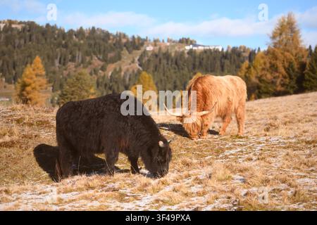 Hochlandrinder grasen auf einer Almwiese, umgeben von Herbstfarben in den Dolomiten. Ländliche Berglandschaft mit goldenen Lärchen und frostigem Gras Stockfoto