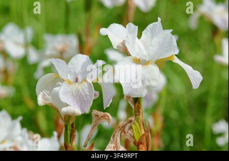 Iris 'Hohe Warte', Weiße Sibirische Schwertlilie, iris sibirica, blühend in einer Gartengrenze im späten Frühling. UK Stockfoto