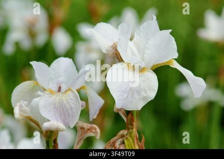 Iris 'Hohe Warte', Weiße Sibirische Schwertlilie, iris sibirica, blühend in einer Gartengrenze im späten Frühling. UK Stockfoto