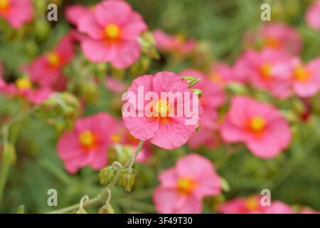 Helianthemum 'Sudbury Gem', Felsrose 'Sudbury Gem' zeigt leuchtend rosa Blüten im Spätfrühling. Stockfoto
