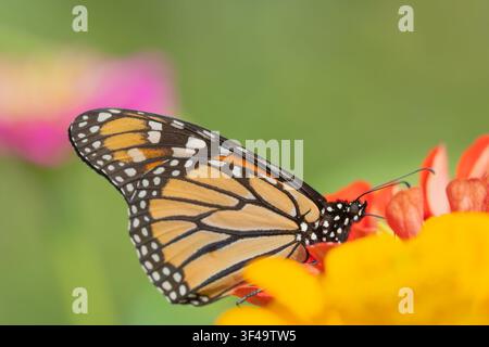 Monarchfalter (Danaus Plexippus) auf bunter roter und gelber Zinnie im Sommergarten Stockfoto