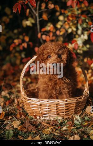 Süßer Welpe in einem Weidenkorb, umgeben von Herbstblättern in einer ruhigen Außeneinrichtung Stockfoto