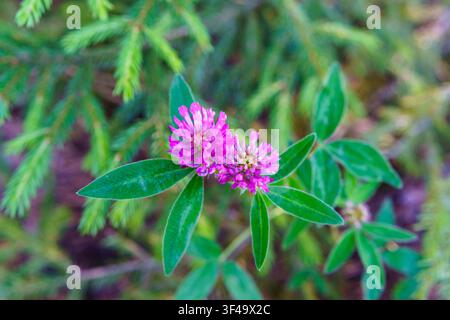 Rotklee (Trifolium pratense) wächst unter immergrünen Ästen in einem friedlichen Waldhabitat Stockfoto