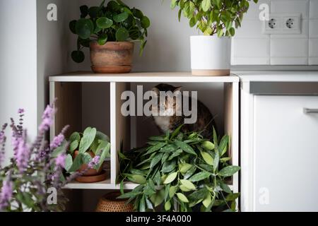 Neugierige Hauskatze inspiziert Küchengarten, Haustier sitzt in offenem Schrank umgeben von Zimmerpflanzen. Stockfoto