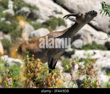 Spanische Gämse Weibchen Nahaufnahme im Berglebensraum Stockfoto