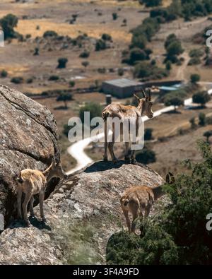 Spanischer Steinbock steht auf Felsvorsprung mit Blick über das Bergtal Stockfoto