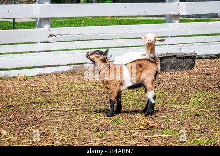 Zwei junge Ziegen stehen in einem eingezäunten Bauernhofgehege in Zentral-Kentucky, USA, an einem sonnigen Tag Stockfoto